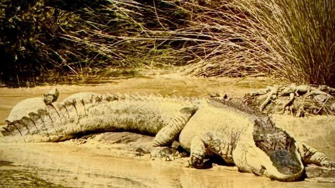 An alligator coated in yellow pollen lies by a body of water in South Carolina. 