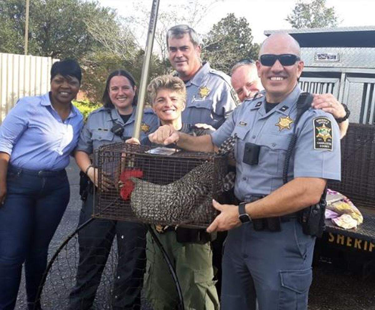 Animal control and deputies in Charleston County, South Carolina, busted this “rowdy rooster” outside a Taco Bell.