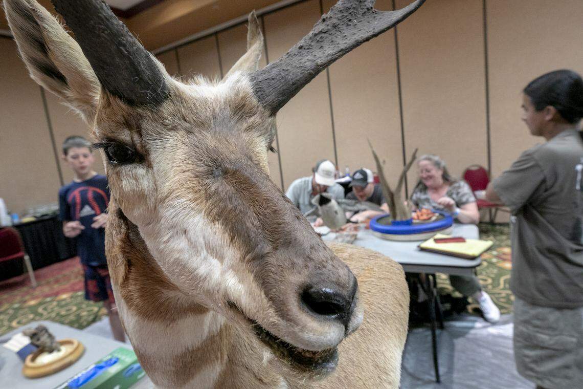 Participants in a taxidermy workshop work on their displays with a mount of an antelope in the foreground at the South Carolina Association of Taxidermists convention in Columbia. The event, with hands-on seminars, vendors and a mount competition is taking place through Saturday, June, 22 at the Embassy Suites by Hilton Columbia Greystone..