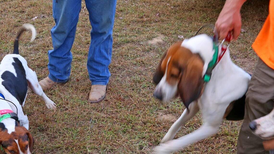 Hunting dogs trespassing on rural land in SC. Here’s what to know