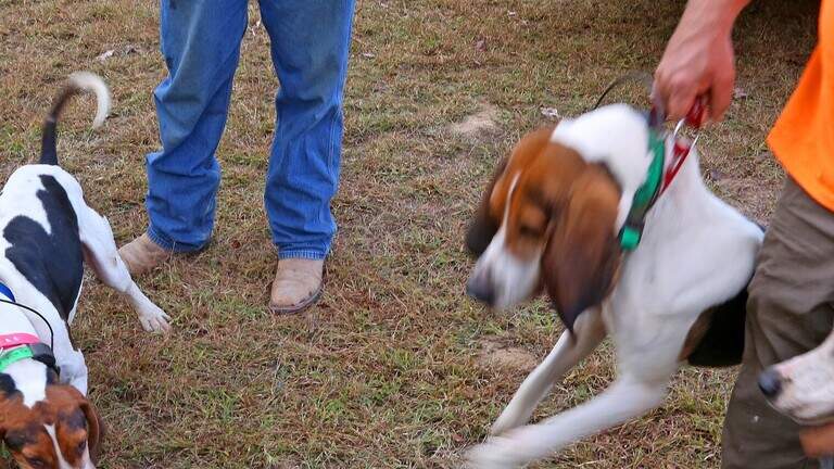 Hunting dogs trespassing on rural land in SC. Here’s what to know