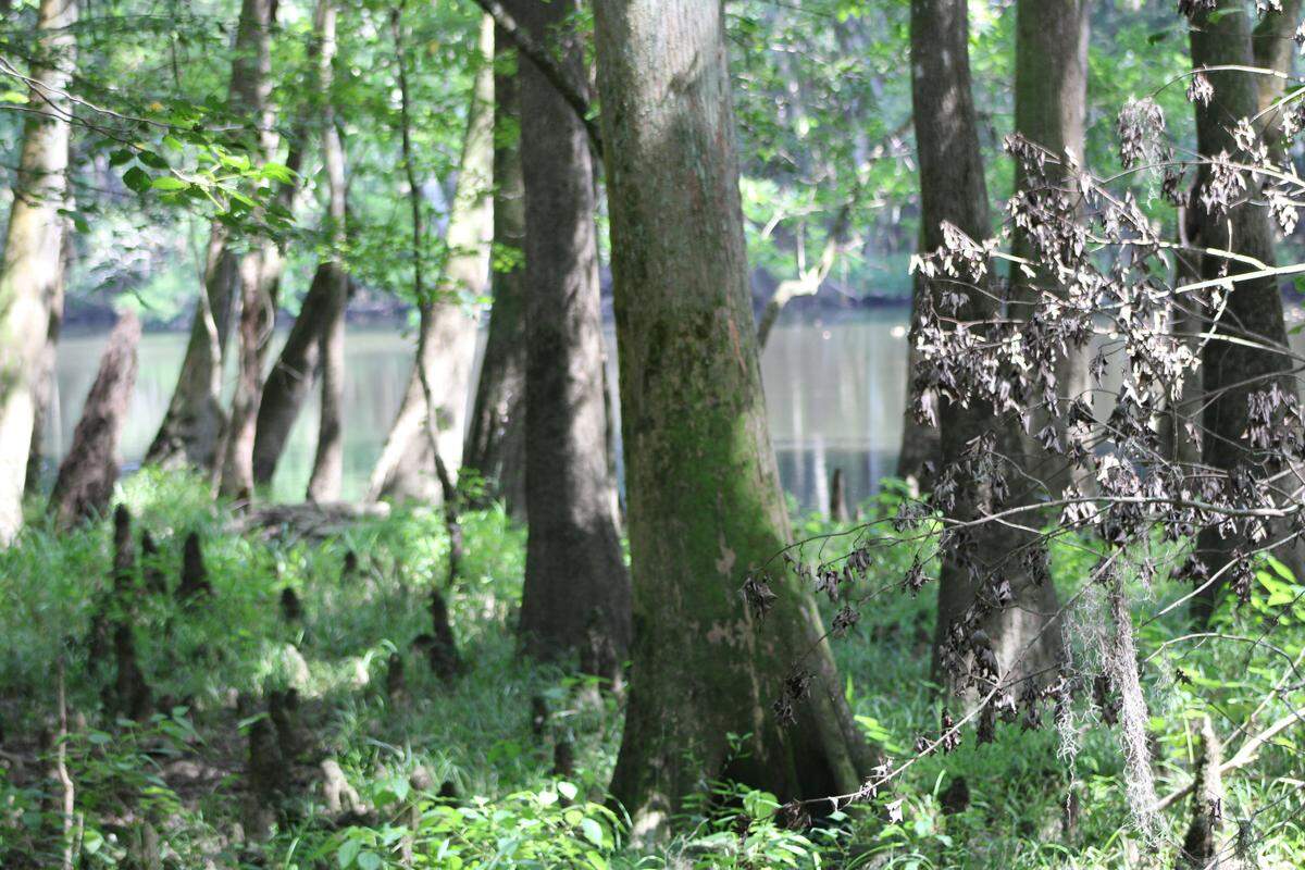Congaree National Park is known for its tall trees and expansive flood plain. It is near Columbia, SC along the Congaree River