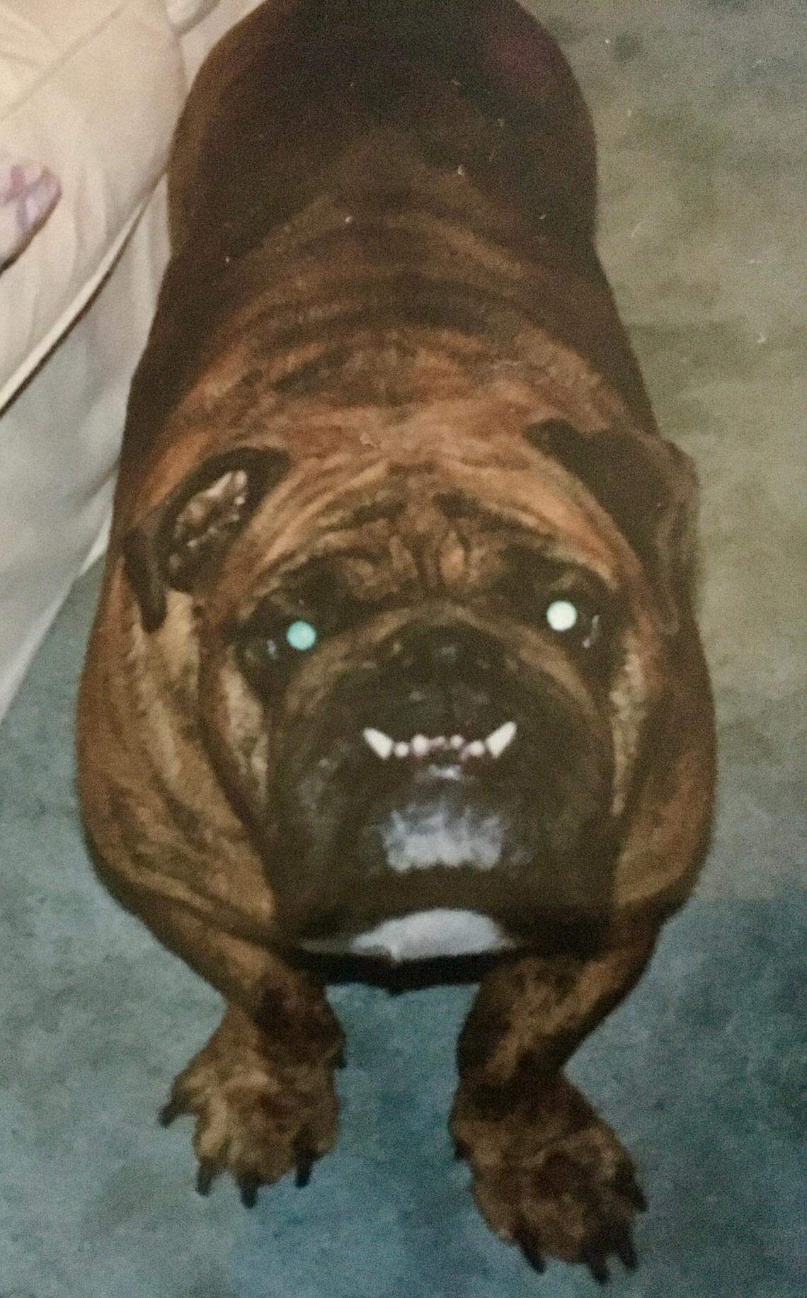 Some people have reported seeing a large cat like a tiger in the area near Calhoun and Lexington counties, while others said it was a large brindle dog.