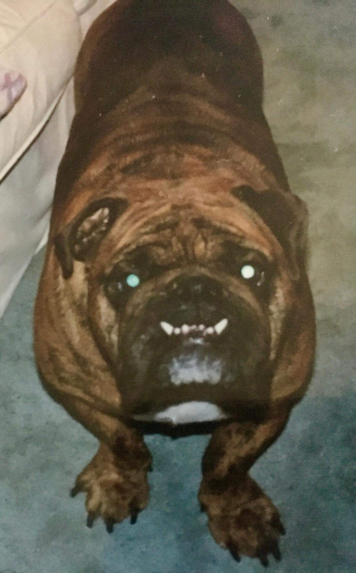 Some people have reported seeing a large cat like a tiger in the area near Calhoun and Lexington counties, while others said it was a large brindle dog.