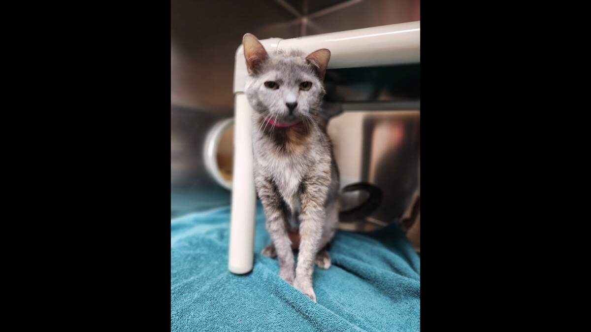 Feya the cat was recently found on Johns Island, five years after the was reported missing in Mt. Pleasant.
