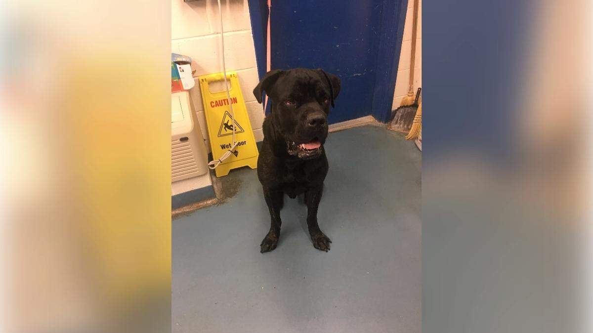 Bravo, a Cane Corso, that was taken from his South Congaree home after being beaten.