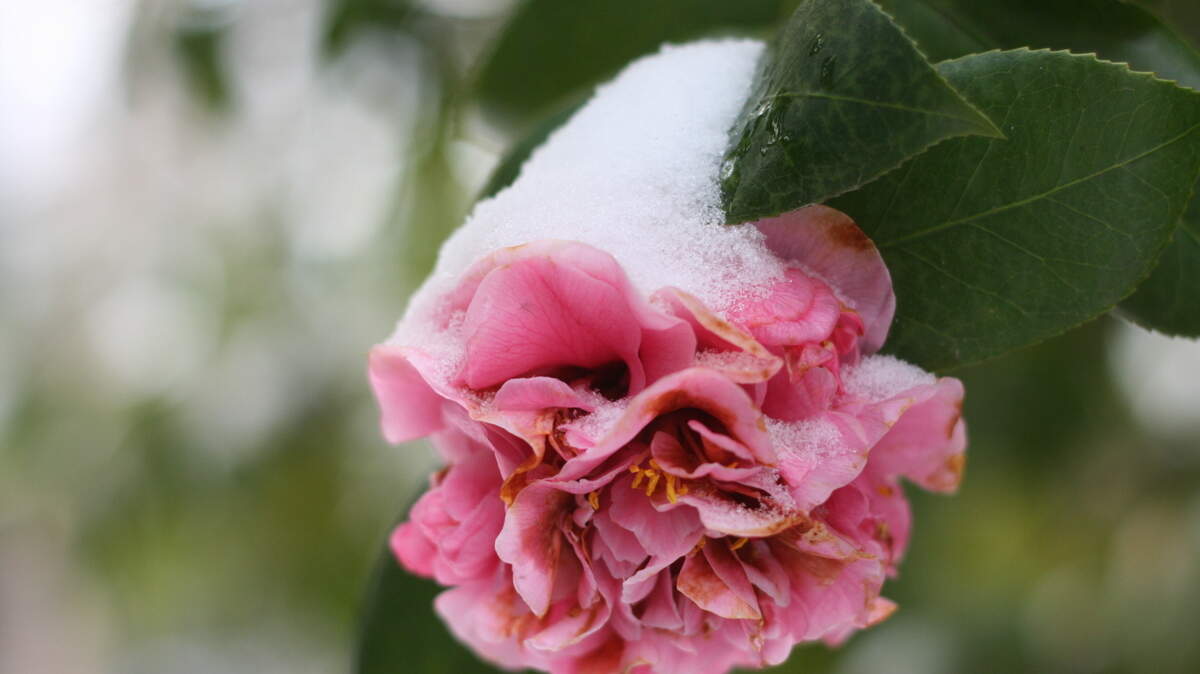 Snow on a camellia flower. (Snow / camellia stock image)