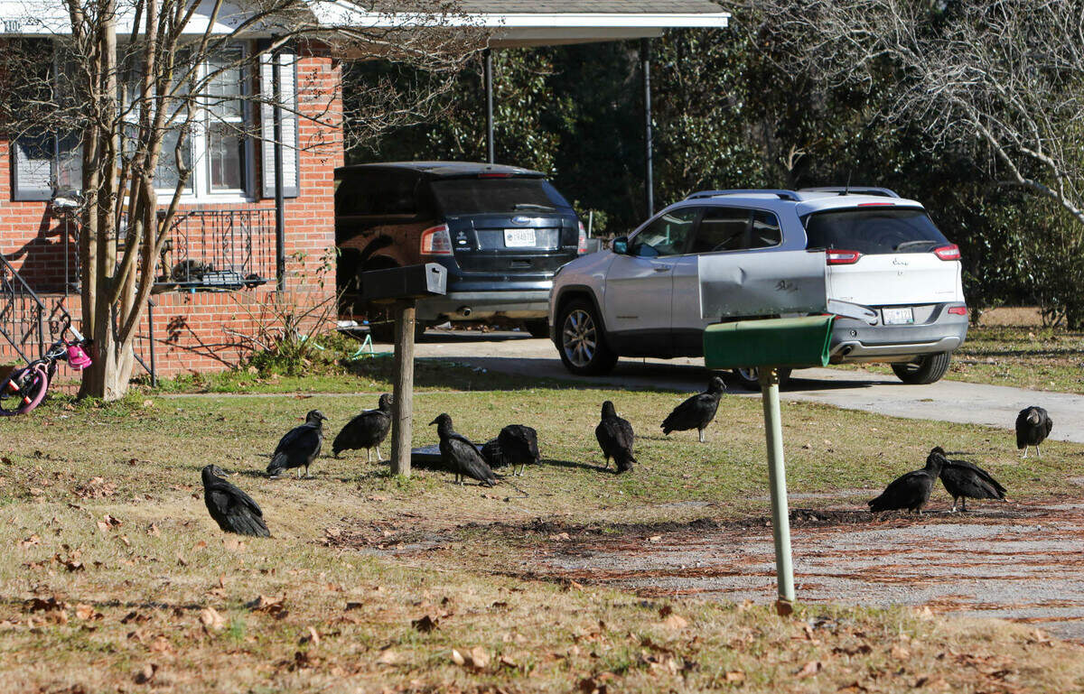 The Riverland Park neighborhood in Cayce has been overrun by vultures in recent weeks. The birds have been roosting on rooftops and wreaking havoc with home owners.
