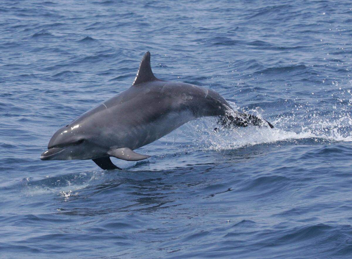 Bottlenose dolphins like the one in this NOAA photo can be found off the coast of South Carolina.