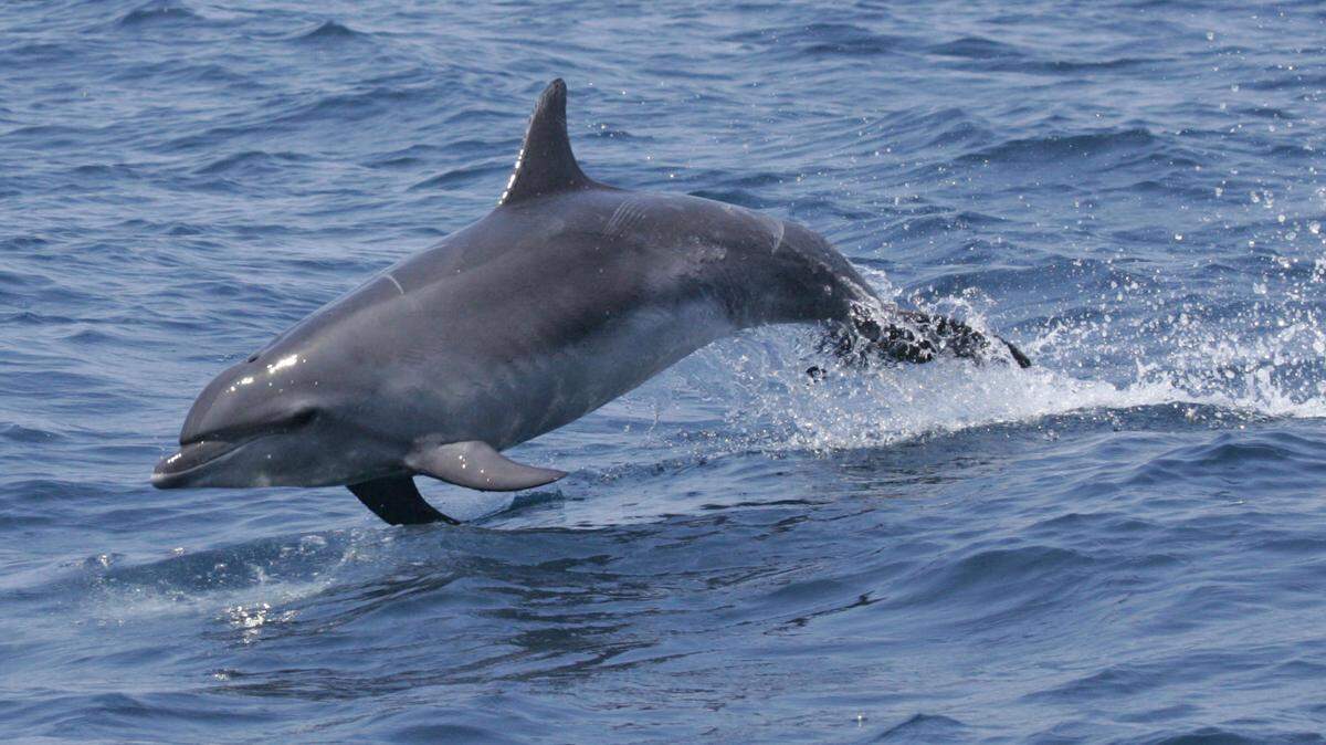 Bottlenose dolphins are found across the South Carolina coast.