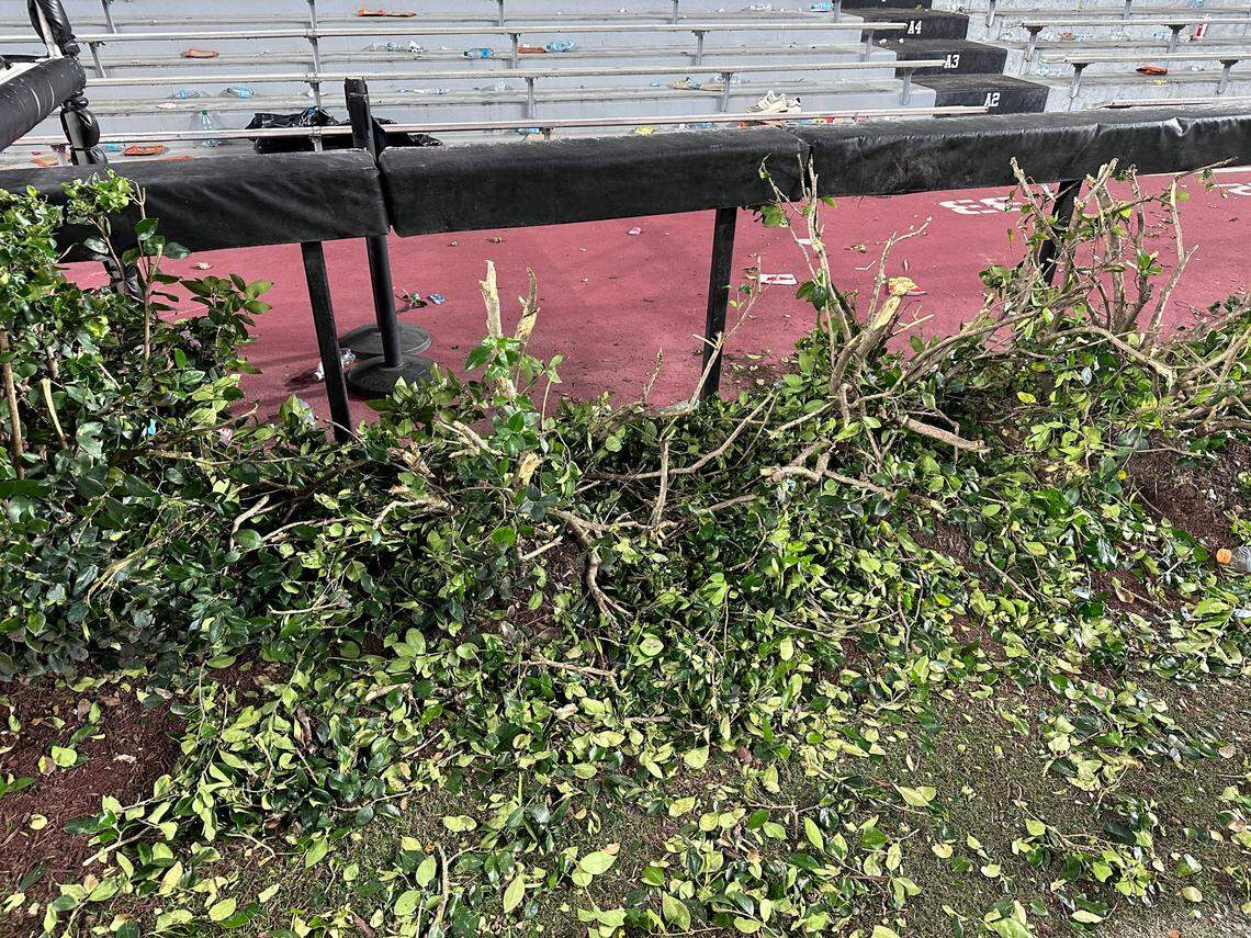 The hedges at Williams-Brice Stadium are Ligustrums plants.