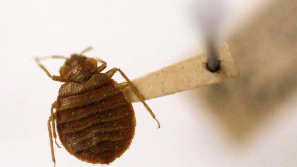 A senior living home faced two recent bedbug citations, South Carolina officials said. This file photo was taken in Washington, D.C.