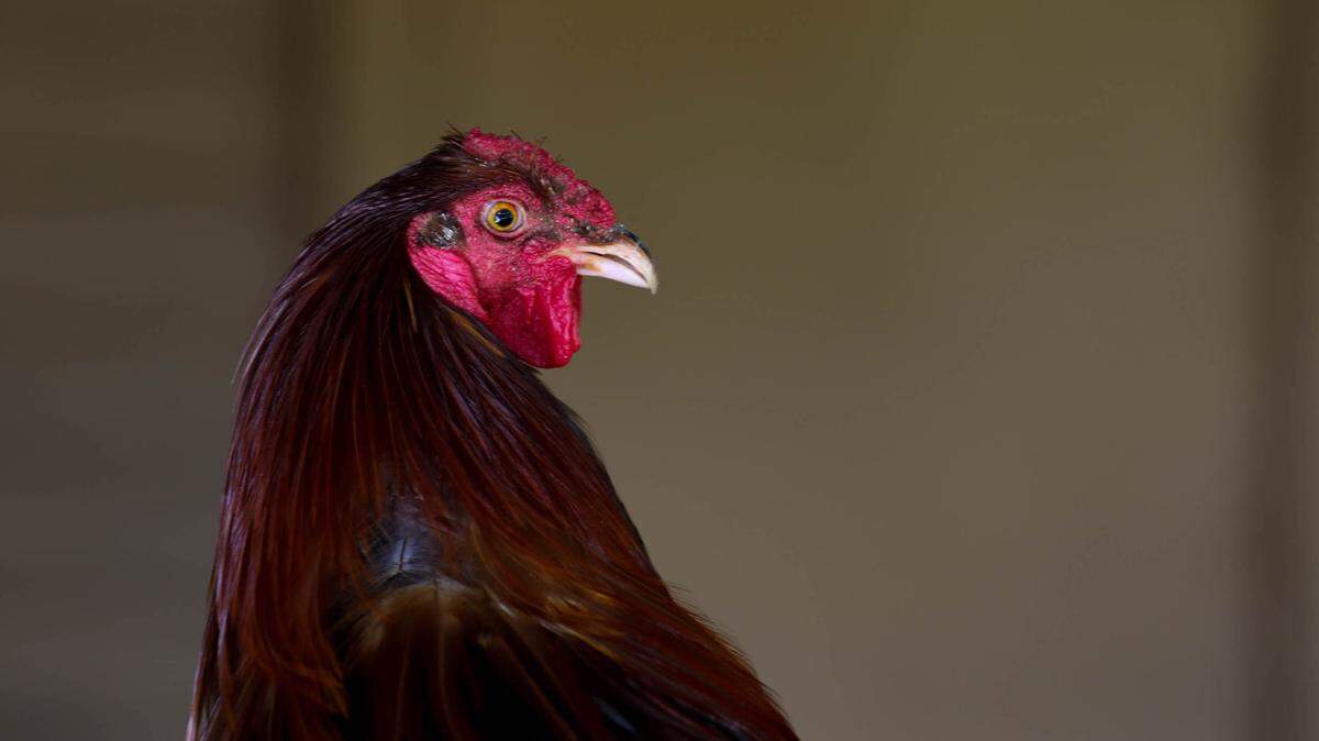 Sir Big Spur, the live mascot for the University of South Carolina Gamecocks is cared for by Van and Beth Clark. The live mascot was introduced to USC 20 years ago by Ron Albertelli and Mary Snelling.