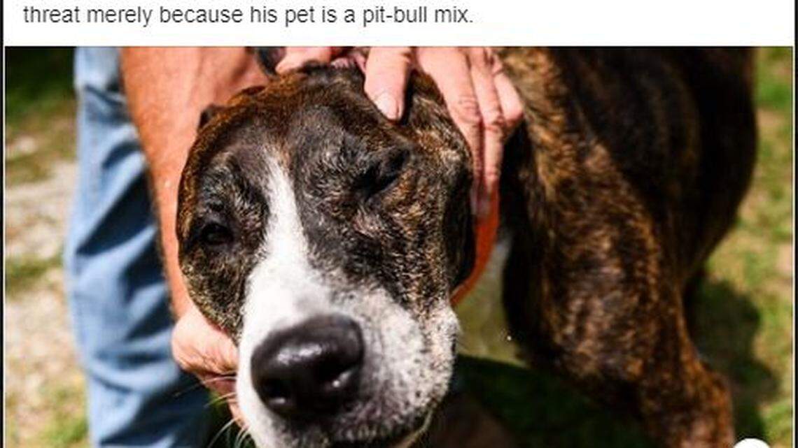 A deputy shot Ollie the pit bull in the head while at his owner’s house, South Carolina cops say.