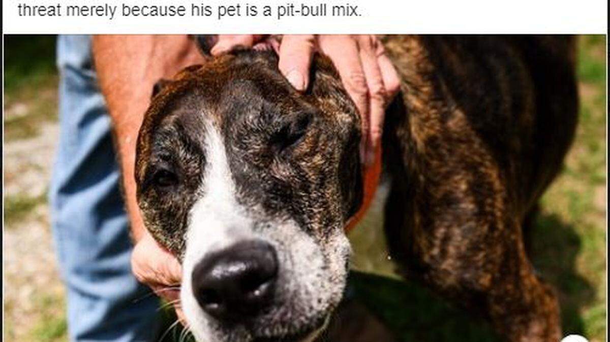 A deputy shot Ollie the pit bull in the head while at his owner’s house, South Carolina cops say.