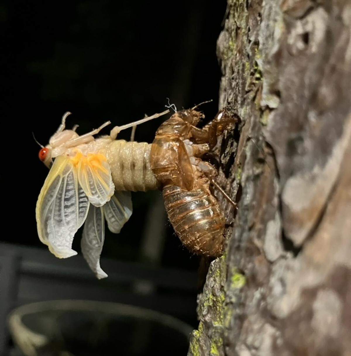 Cicada sheds its skin in Misty Zban’s Fort Mill yard.