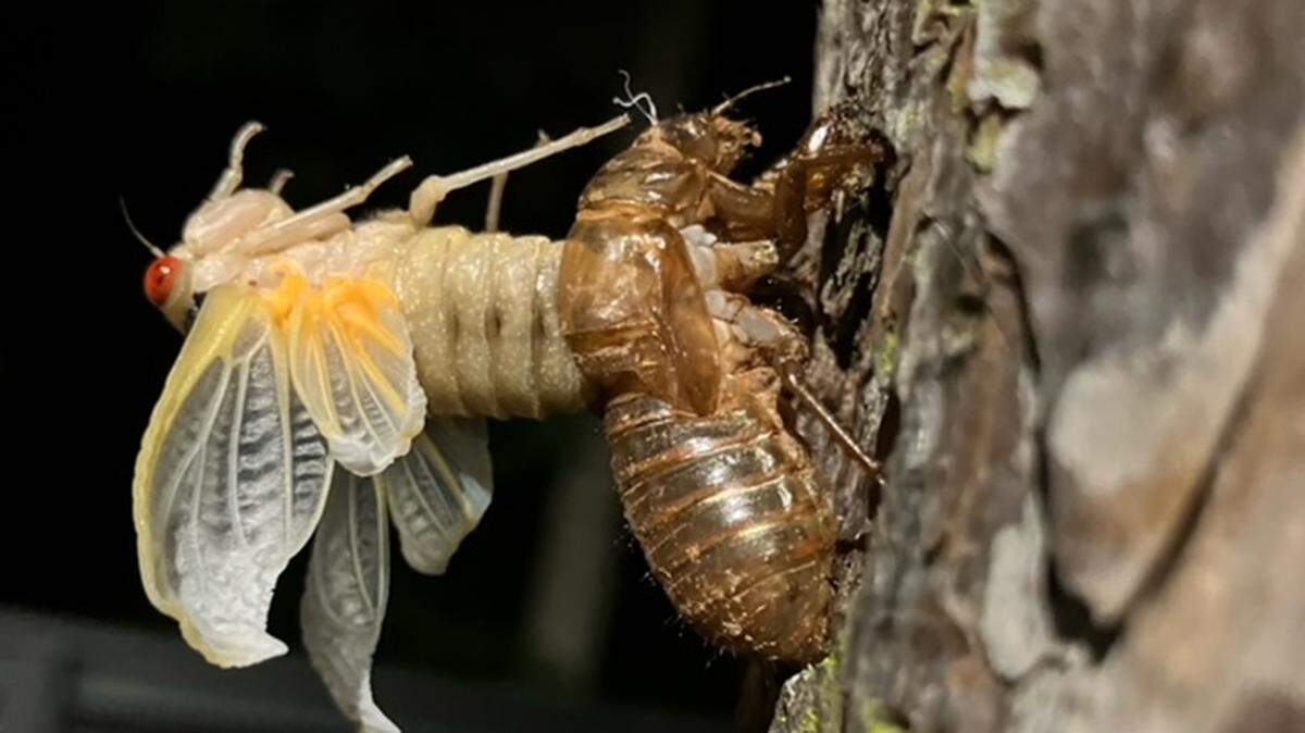 A cicada molts its shell in this file photo. Billions of them are set to emerge this summer with Kentucky at the epicenter.