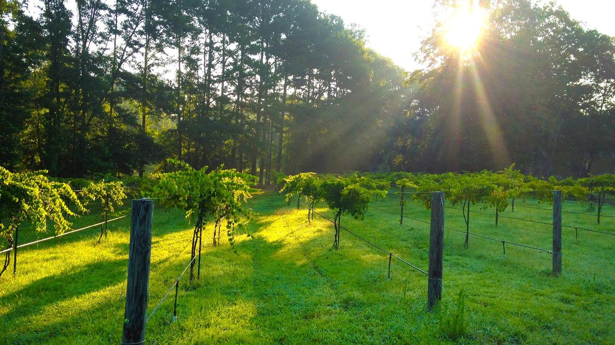 
Did you know Lexington has a winery that offers interactive tours? Mercer House Estate Winery is one of only 10 organic vineyards in the U.S. 
