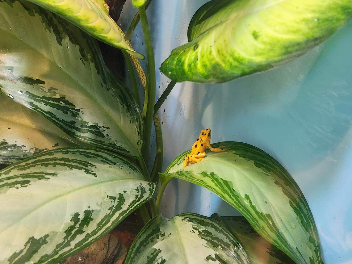 Panamanian golden frogs will be part of the Darnall W. and Susan F. Boyd Aquarium & Reptile Conservation Center at Riverbanks Zoo. The center opens March 2.
