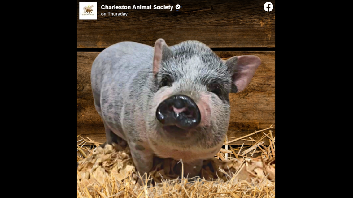 Piggie Stardust had been rescued outside a Home Depot store, South Carolina officials said.