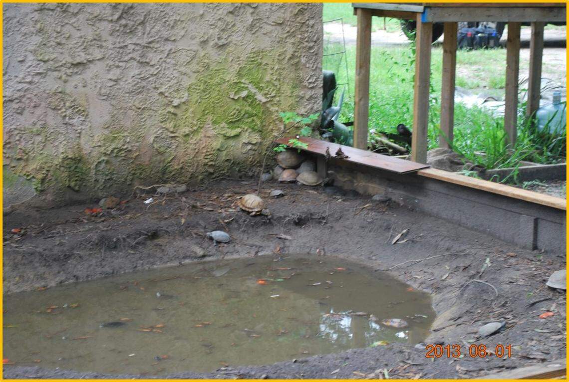 This muddy pond in Holly Hill, S.C. was holding turtles collected for sale on the international black market in illegal wildlife, according to S.C. authorities