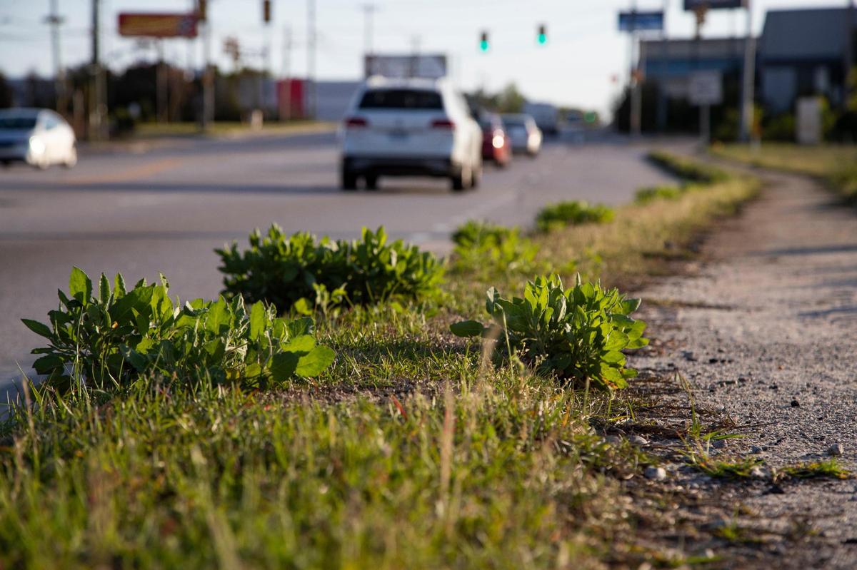 Grass and other plants grow on a sidewalk on Two Notch Road on Tuesday, April 12, 2022.