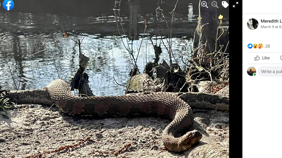 A hiker stumbled onto a massive snake at Jeffries Creek Park in Florence, South Carolina.