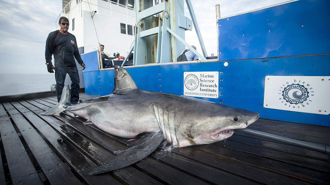 Great white “Miss May” about to be released after being examined and tagged by OCEARCH researchers on Feb. 15, 2019.