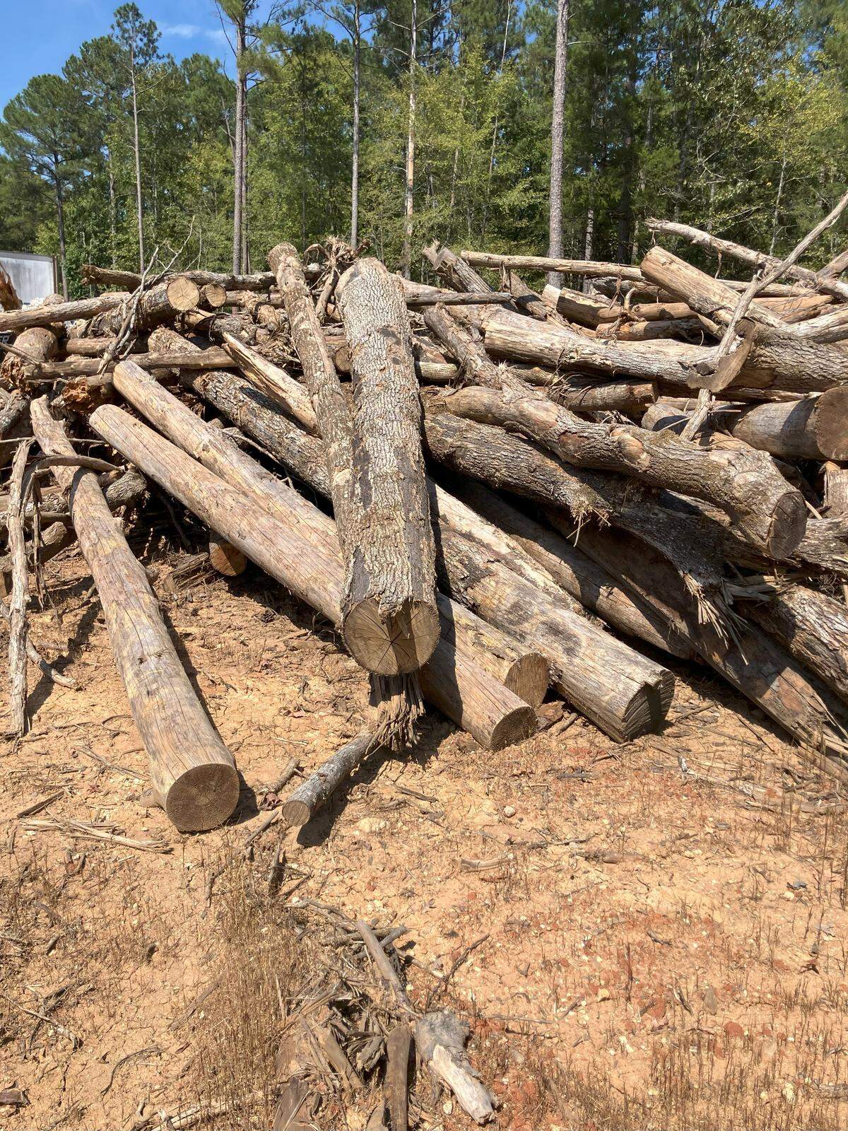 Piles of trees lie on the ground after being chopped down for a creek restoration project in the Sumter National Forest of Chester County. The stream work is intended to restore eroded streams to their natural condition, but the project has drawn fire over the amount of trees being cut and the cost of the effort. The work is being done to offset the environmental impacts of the Scout Motors project in Richland County. (photo taken Sept. 24, 2025)