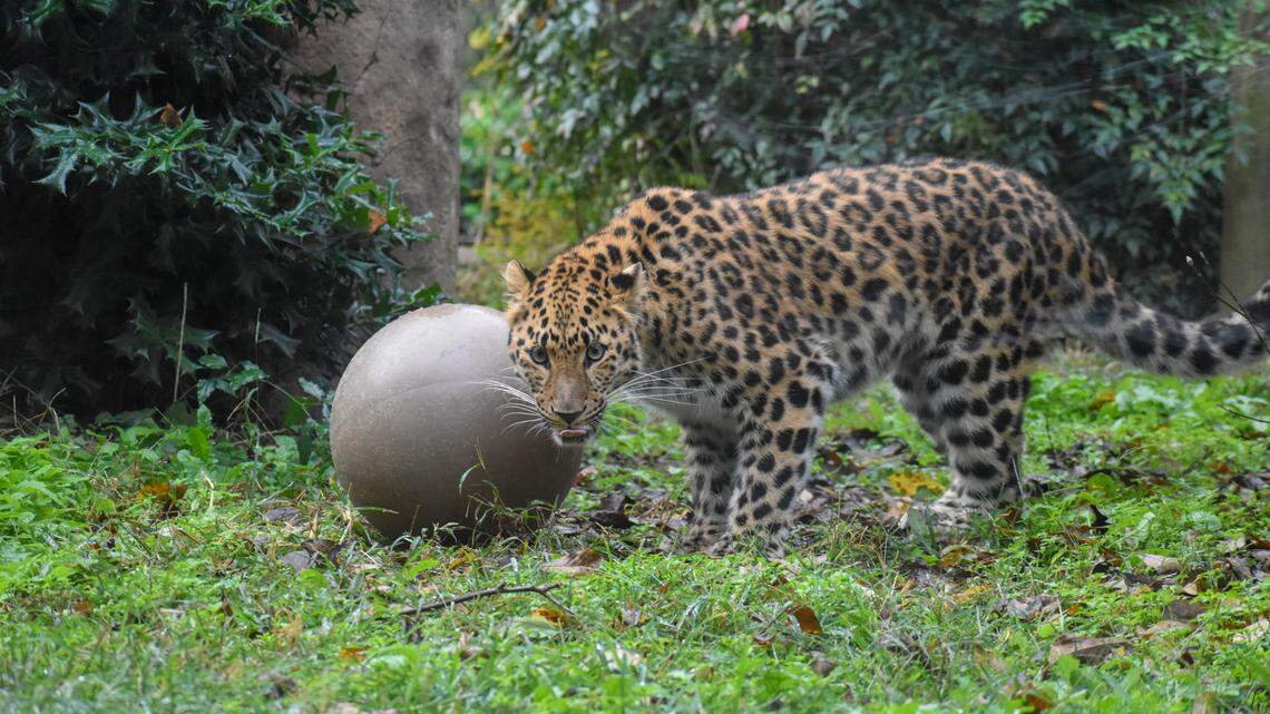 Irina is one of the amur leopards at the Greenville Zoo as part of the species survival program.
