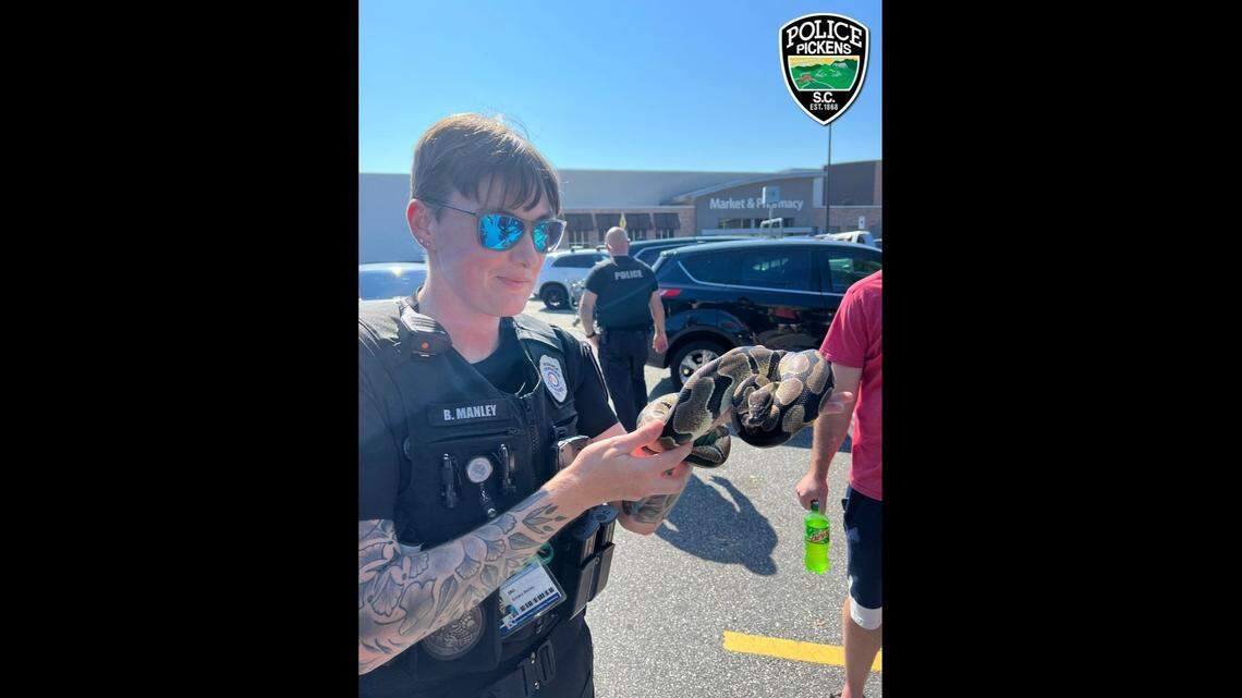 This African python was caught in the parking lot of a Walmart in Pickens, S.C., police say.