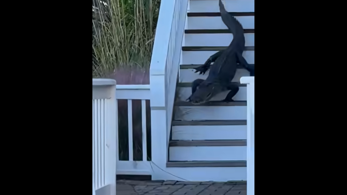 This alligator climbed a flight of stairs at a Folly Beach home in South Carolina and mostly slid as it tried to head down, video shows.