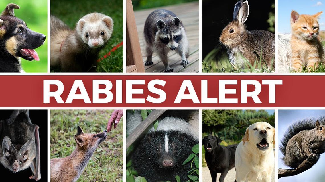 Seven people exposed to rabid animal found in Lexington County, SC officials say