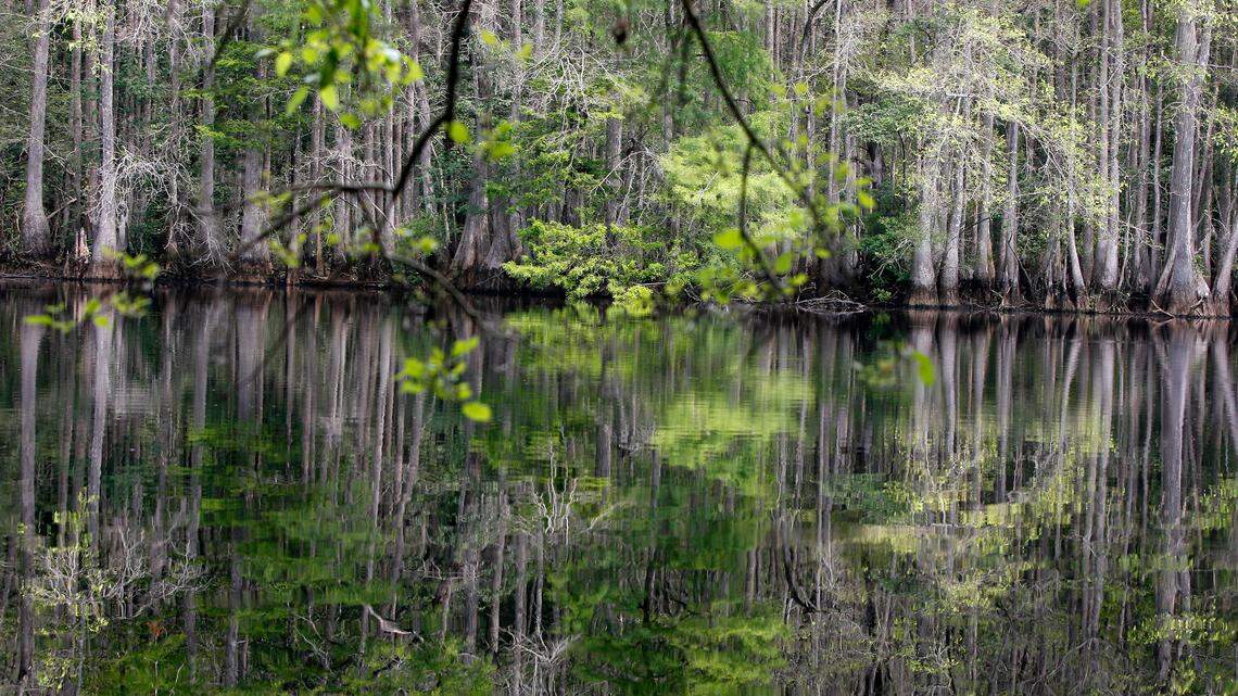 A new interstate is expected to chew up hundreds of acres of wetlands, including those along the scenic Little Pee Dee River. The area, home to an array of plants, animals and natural resources, is one of the state’s most scenic, but is in the path of a road the tourism leaders and politicians say is needed to boost the state’s economy.