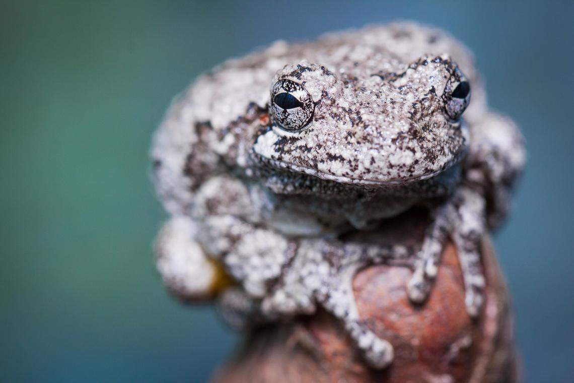 Often heard, but rarely seen, gray tree frogs find refuge in Francis Beidler Forest.