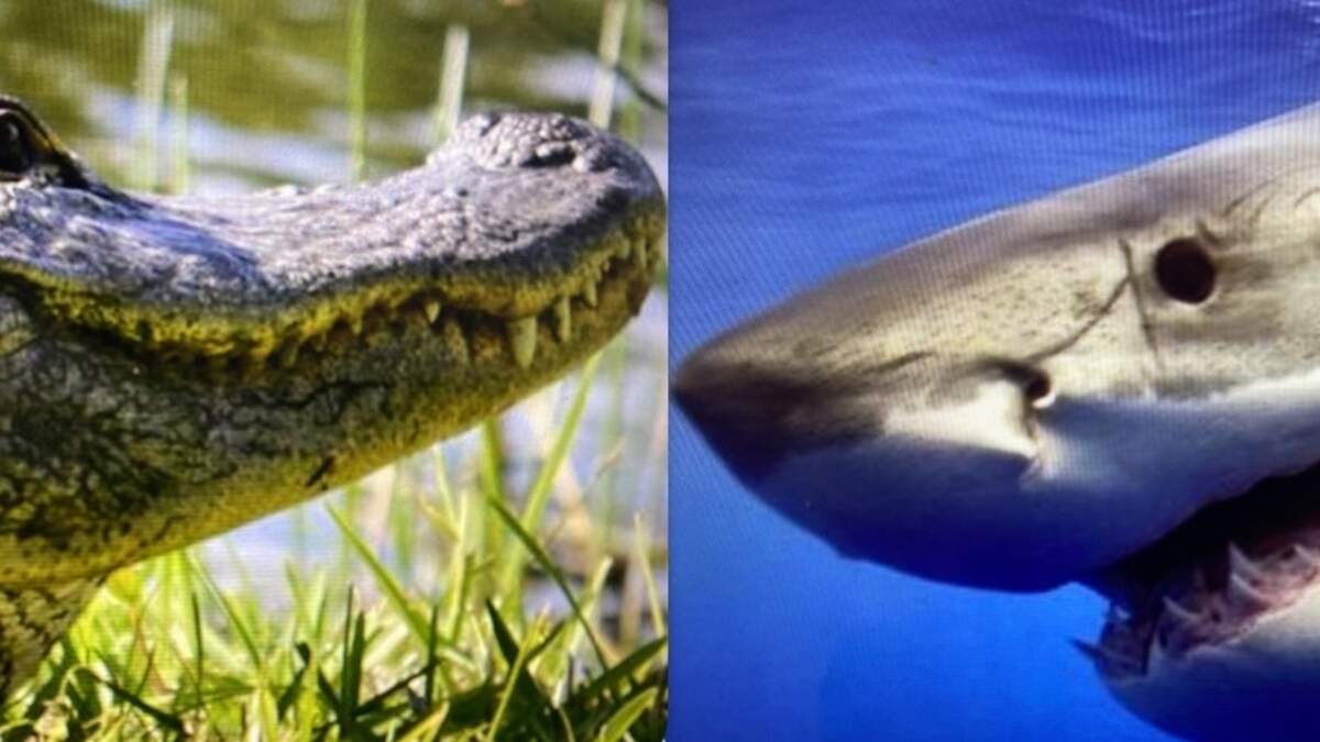 Sharks versus alligator, who would win?