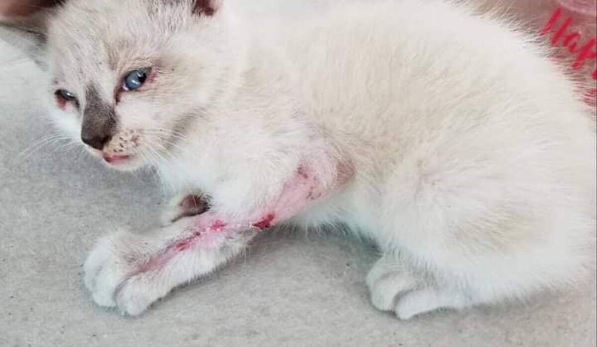 The Craven County Sheriff’s Office said there will be zero tolerance for animal cruelty after kittens were found after being thrown from moving cars.