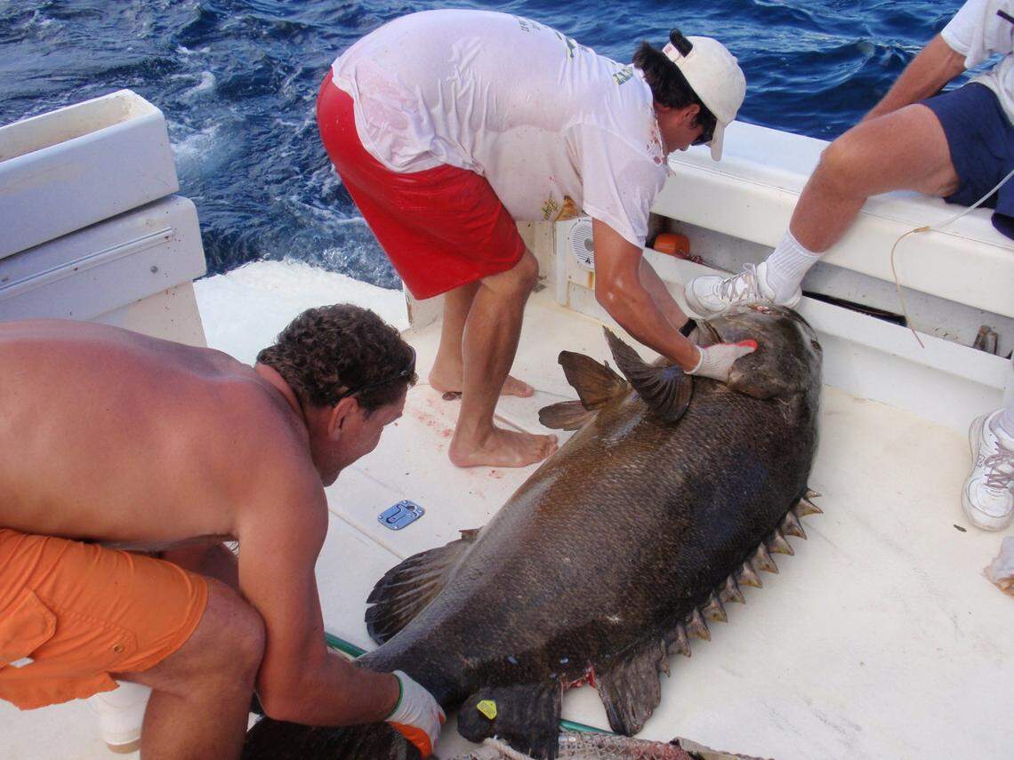 OLYMPUS DIGITAL CAMERA University of South Florida scientist Jim Locascio (L) helps FSU research assistant Justin Lewis return a Goliath grouper to the water