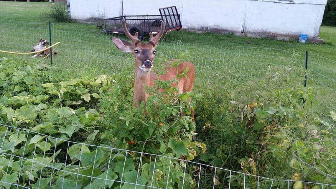 George the deer at his “parents” property in South Carolina.