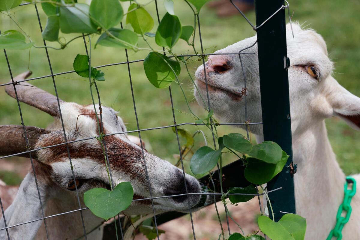 Goats clear overgrown plants and debris at a home in Gadsden, South Carolina on Thursday, July 27, 2023. Goats will often approach problems differently than human landscapers.
