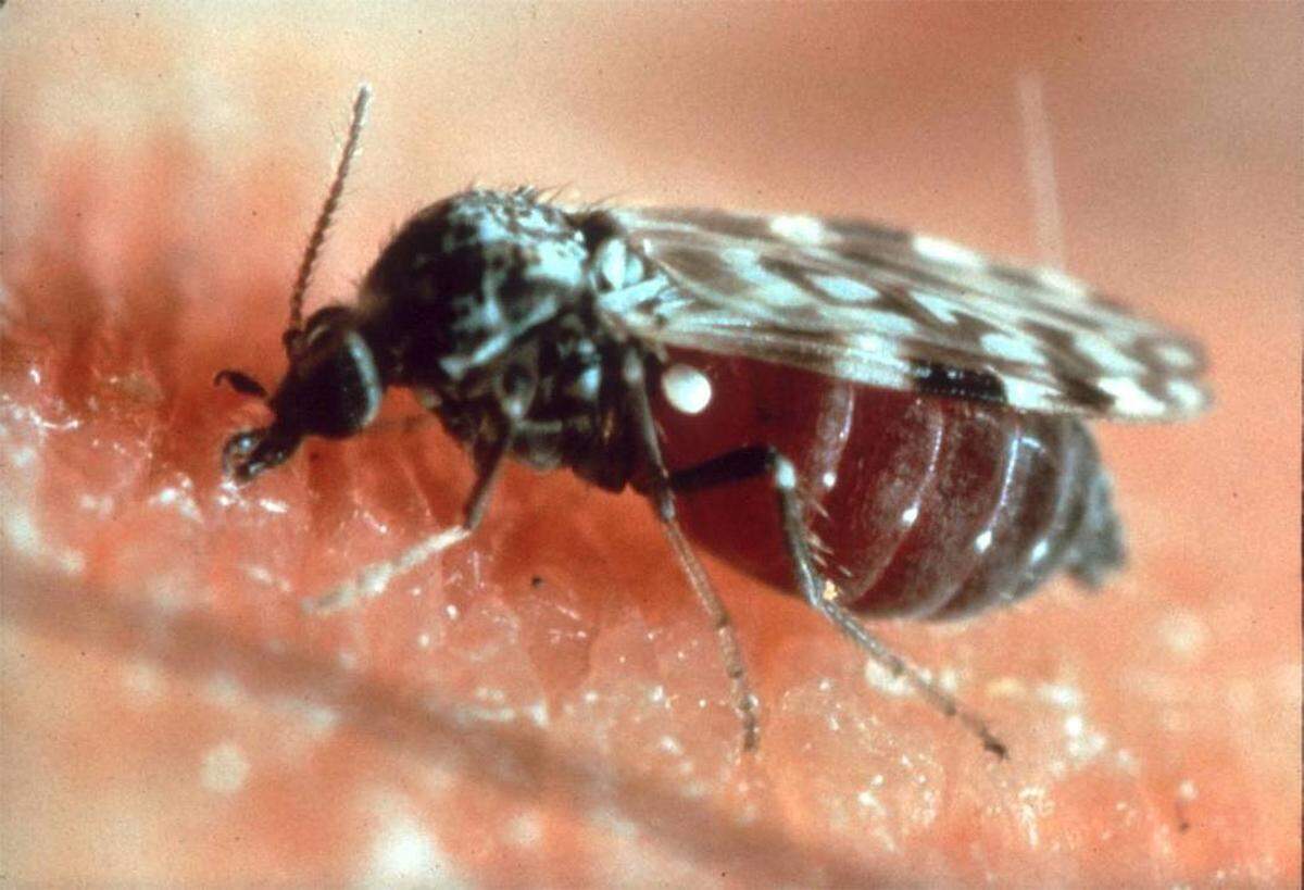 No-see-ums are a small species of biting fly sometimes referred to as biting midges and sand fleas.