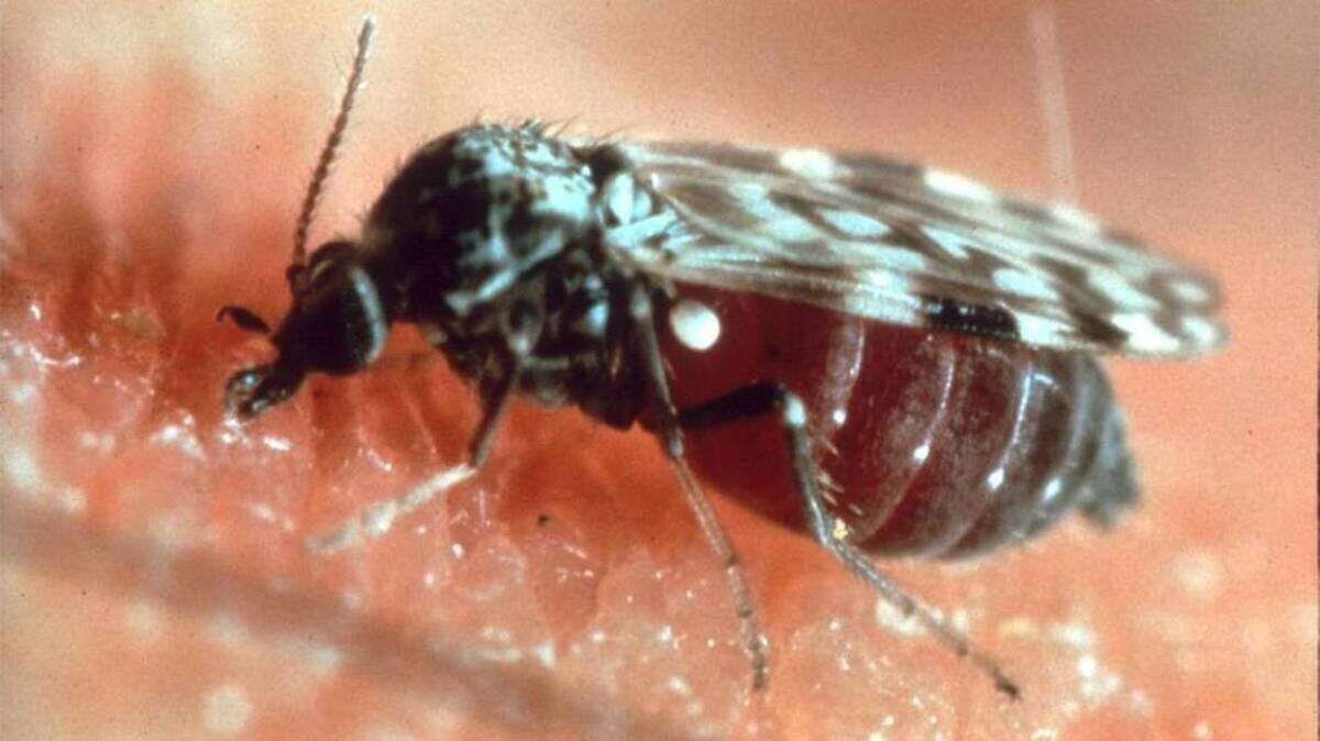 No-see-ums are a small species of biting fly sometimes referred to as biting midges and sand fleas.