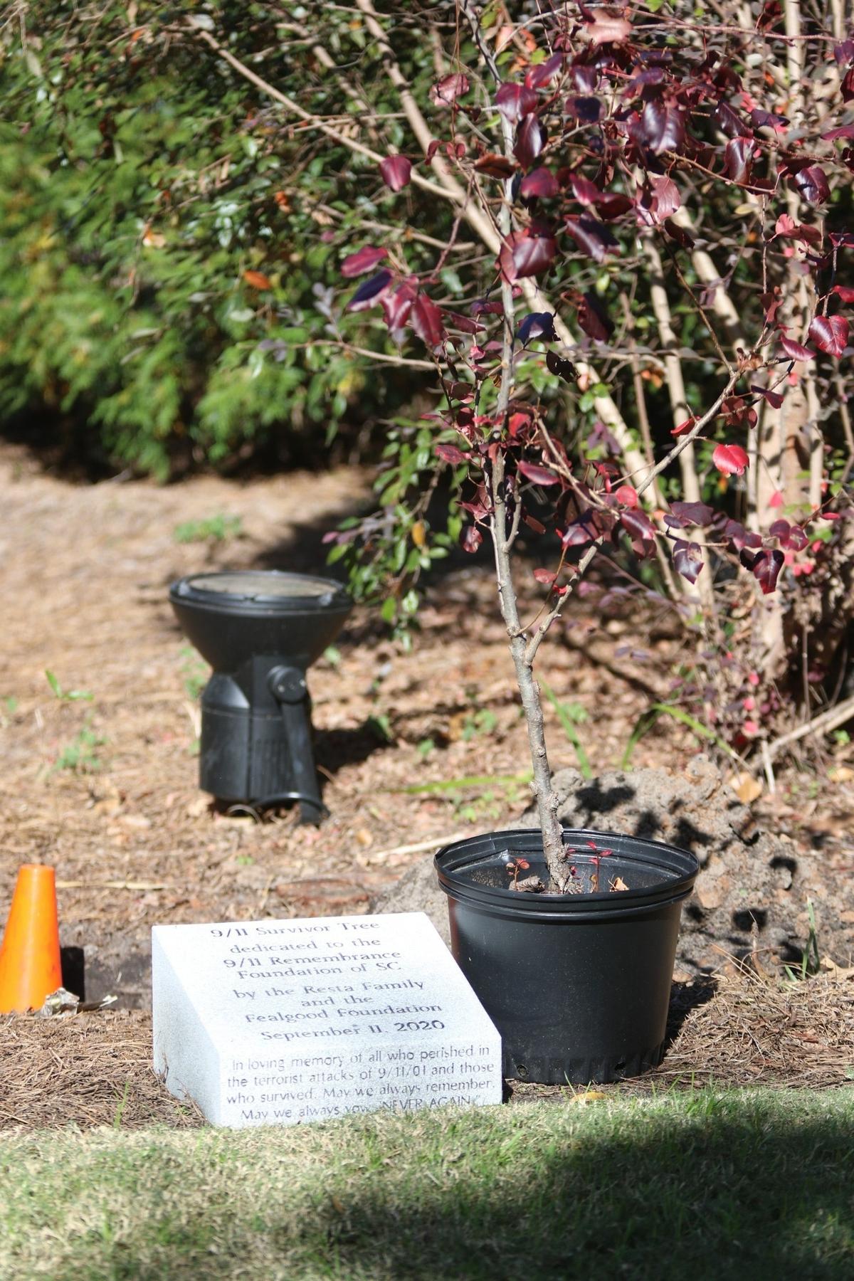 A sapling from the Survivor Tree that made it through Sept. 11 at Ground Zero is now in Columbia near other 9/11 memorials at the Columbia Metropolitan Convention Center. 