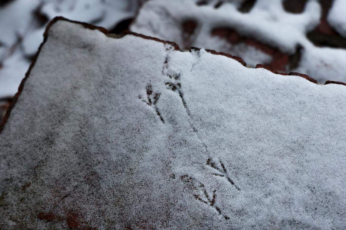 A dusting of snow blankets Columbia on Tuesday, Jan. 21, 2025.