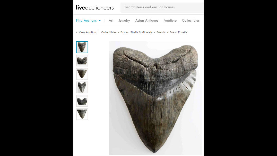 Image of the 6.5 inch Megalodon shark tooth that sold at auction Thursday in Florida. It was found in South Carolina.