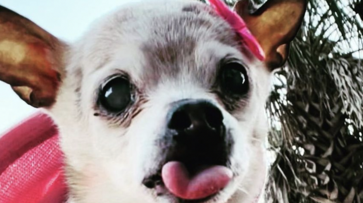 Pebbles, the world’s oldest dog, has died at 22.