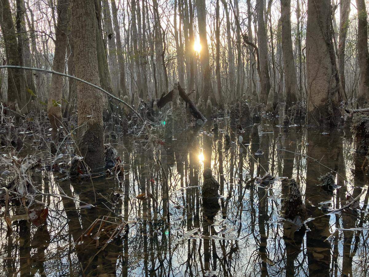 A winter sun filters through a deep forested wetland outside of Columbia.