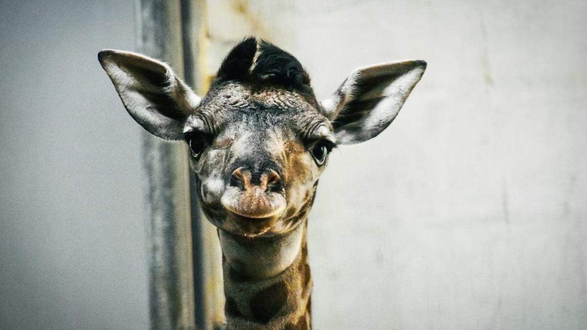 A giraffe calf was born at the Greenville Zoo Sunday.