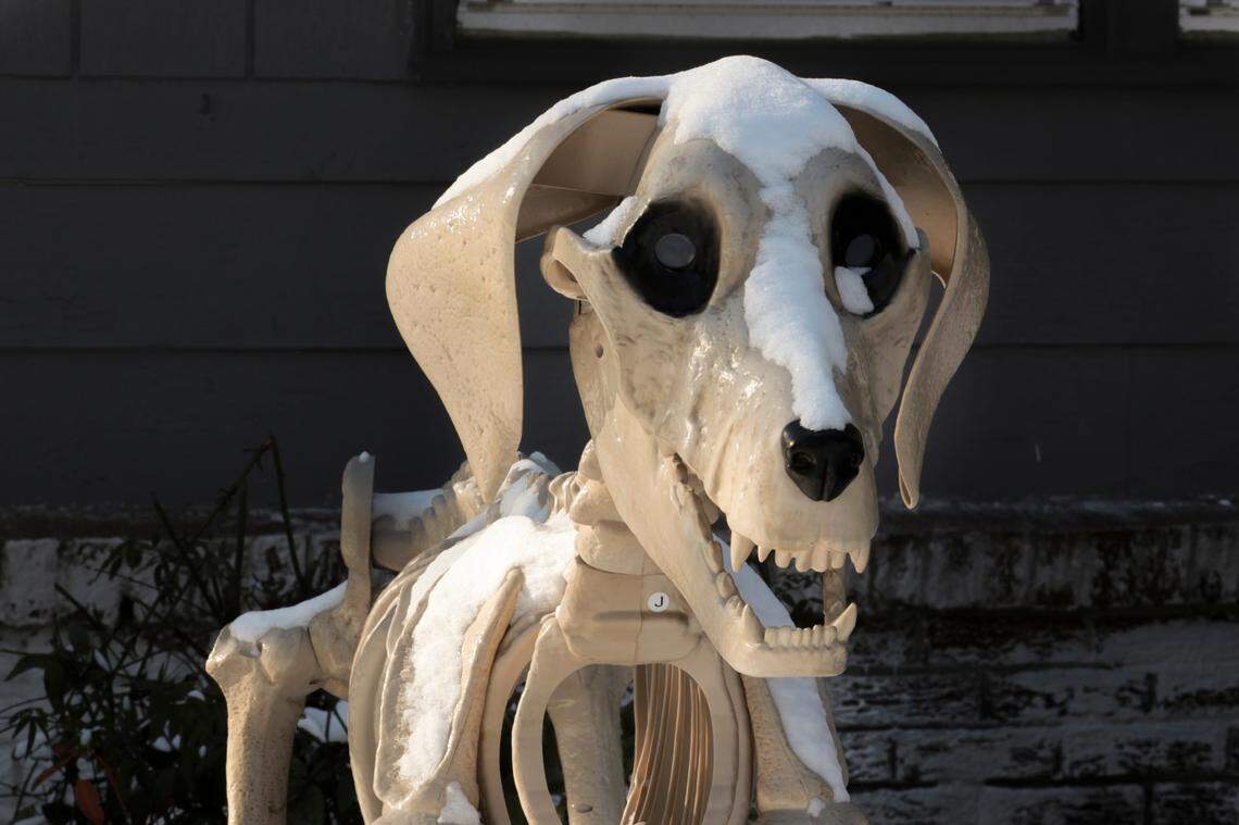 A skeleton dog is covered in snow in the South Kilbourne neighborhood. on Wednesday, Jan. 22, 2025.