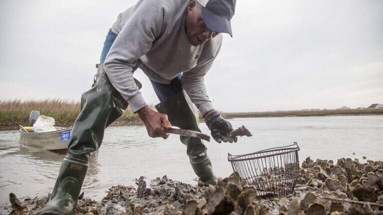 Fact check: When will you be able to eat fresh SC oysters in 2023?